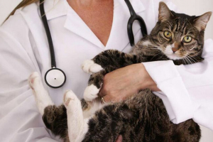 Proces i posljedice ovakobyspecty mačaka