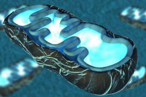 Cell cull respiratorni proces i njegove faze Cell cull respiratorni proces i njegove faze