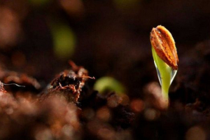 Proces klijanja sjemena - faza, stanja i čimbenika Proces klijanja sjemena - faza, stanja i čimbenika