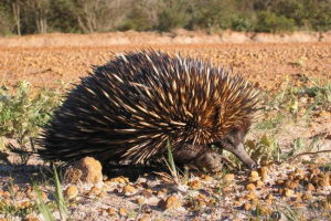 Prokhidna: ne baš uobičajeni sisavac Prokhidna: ne baš uobičajeni sisavac