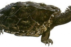 Proganohelis - tajne izumrle kornjače Proganohelis - tajne izumrle kornjače