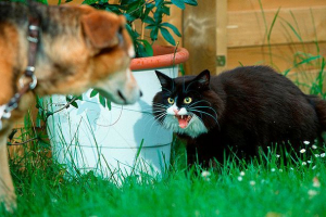 Podrijetlo i pripitomljavanje mačaka Podrijetlo i pripitomljavanje mačaka