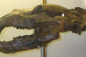 Podrijetlo medvjeda i njihovu povijest na planeti zemlji