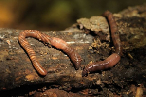 Međuprostor Međuprostor