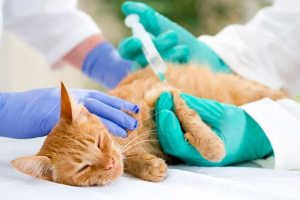 Kontraprint brodovi za mačke