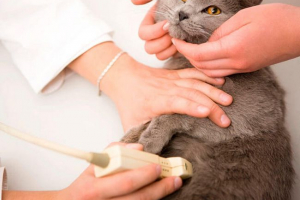 Provođenje ultrazvučne mačke ili mačke - sve o postupku