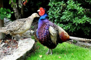 Pticaj: kakva je njegova razlika od drugih pernata? Pticaj: kakva je njegova razlika od drugih pernata?