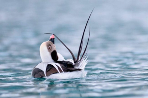 Morska ptica: detalji, opis Morska ptica: detalji, opis
