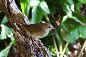 Obični. Fotografija. Obični. Fotografija.