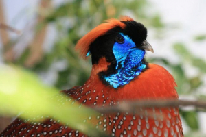 Ptica tragopana satira: tko ona? Ptica tragopana satira: tko ona?