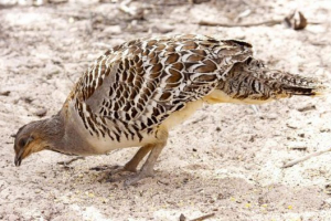 Ptice australije Ptice australije