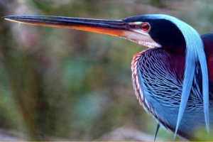 Ptice južne amerike Ptice južne amerike