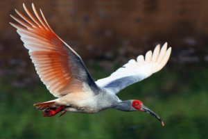 Red-noge ibis Red-noge ibis