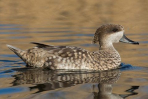 Ptice crvene knjige kazahstana Ptice crvene knjige kazahstana