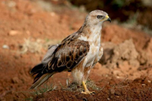 Birds bashkiria (bashkortostan) Birds bashkiria (bashkortostan)