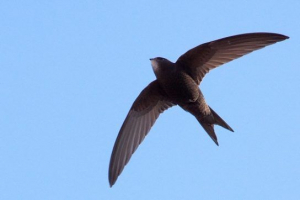 Ptice stavropol teritorija