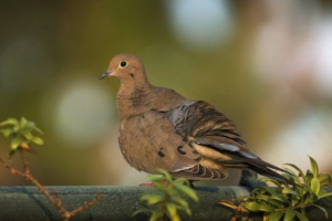 Ptice meksiko Ptice meksiko