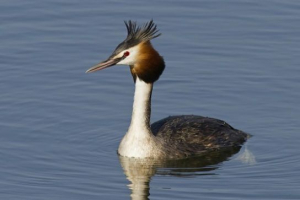Ptice krasnodarske regije Ptice krasnodarske regije