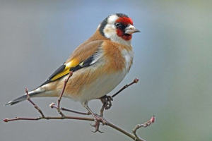 Ptice pranja Ptice pranja