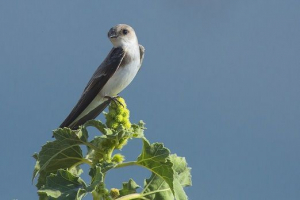 Ptice sv. Petersburga i lenjingradske regije