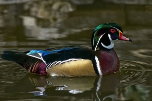 Američka perad Američka perad