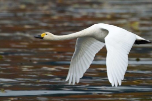 Mali labud Mali labud