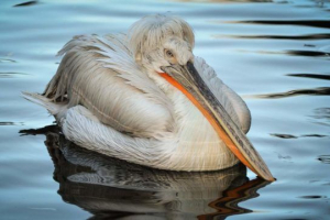 Kovrčav pelikan Kovrčav pelikan