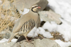 Fazanova obitelj Fazanova obitelj