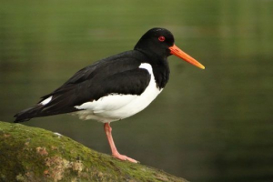 Ptice u obliku slova rzhano