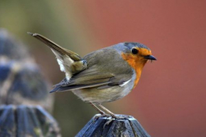 Zaryanka (malinovka)