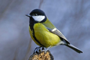 Insectivore ptice Insectivore ptice