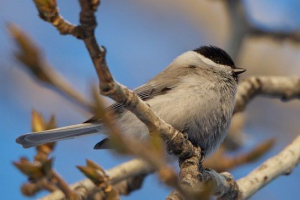 Černogol gaiche Černogol gaiche