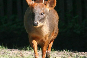 Pad - minijaturni jelen Pad - minijaturni jelen