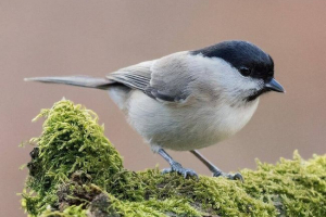 Puchlyak ili borogol haighe