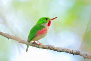 Puerto ricansky todi - što je ova životinja?