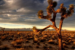 Pustinje i polu-pustinja rusije Pustinje i polu-pustinja rusije