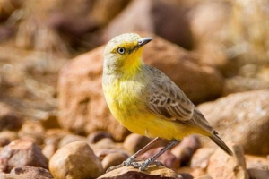 Desert ashbia - peranska endemska australija Desert ashbia - peranska endemska australija