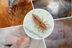 Načini infekcije i načini liječenja valved mačaka Načini infekcije i načini liječenja valved mačaka