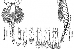 Artemyjeva škripa Artemyjeva škripa