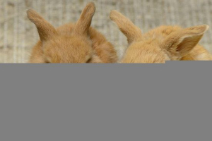 Dekorativna zečja dijeta od do z Dekorativna zečja dijeta od do z