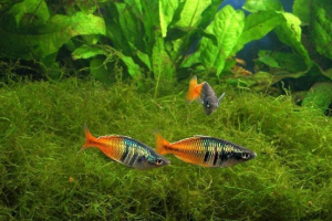 Rainbow - akvarijska riba sa svijetlom bojom Rainbow - akvarijska riba sa svijetlom bojom