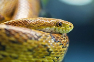 Pauza duga Pauza duga