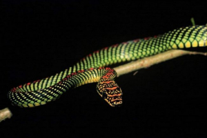 Potrebna je raj Potrebna je raj