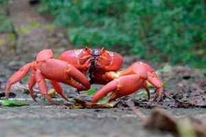 Krstarenje - opis, znakovi, prehrana, reprodukcija i razvrstavanje Krstarenje - opis, znakovi, prehrana, reprodukcija i razvrstavanje