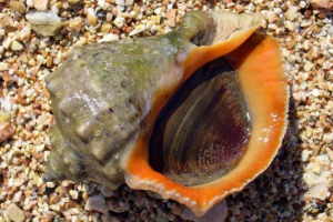 Rapana: fotografije i opis mekušaca Rapana: fotografije i opis mekušaca