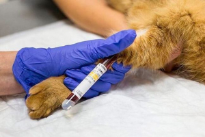 Dekodiranje biokemijskog testa krvi iz mačaka Dekodiranje biokemijskog testa krvi iz mačaka