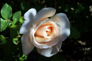 Biljke i gljive crvene knjige regije lenjingrad Biljke i gljive crvene knjige regije lenjingrad