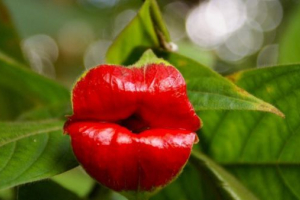 Biljke južne amerike Biljke južne amerike