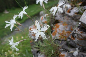 Biljke obitelji klin Biljke obitelji klin