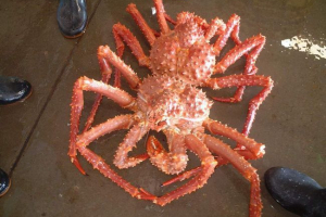 Jednak rak. Opis, fotografije Jednak rak. Opis, fotografije